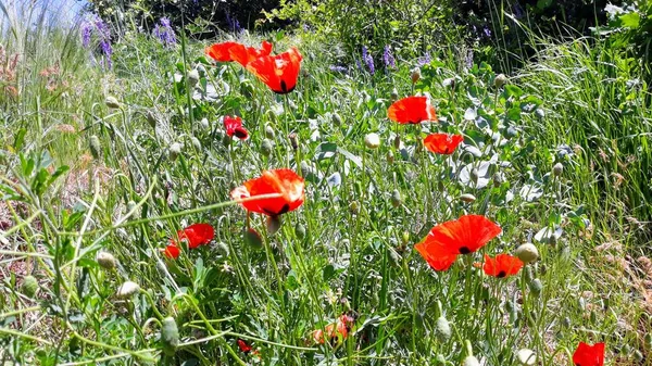 Doğal güzel çiçek manzarası