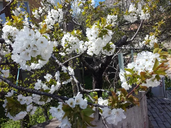 Natural Beautiful Bloom Landscape — Stockfoto