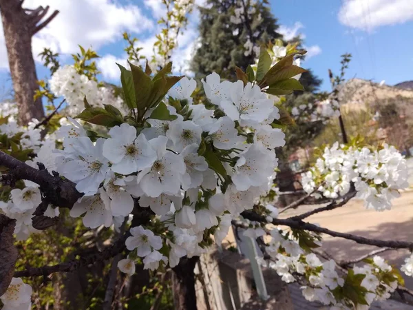 Doğal Güzel Çiçek Manzarası — Stok fotoğraf
