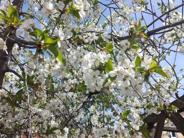 Doğal güzel çiçek manzarası