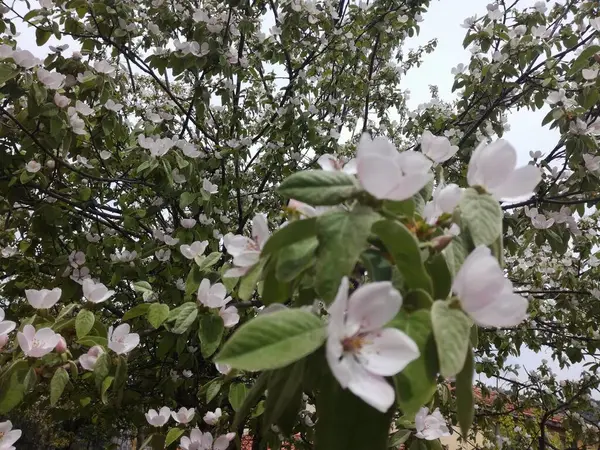Doğal güzel çiçek manzarası