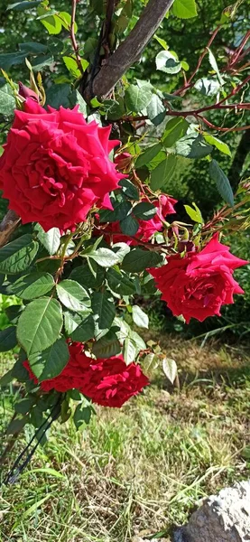 Doğal güzel çiçek manzarası