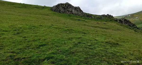 Doğal güzel çiçek manzarası