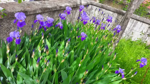 Natural Beautiful Bloom Landscape — Stock Photo, Image