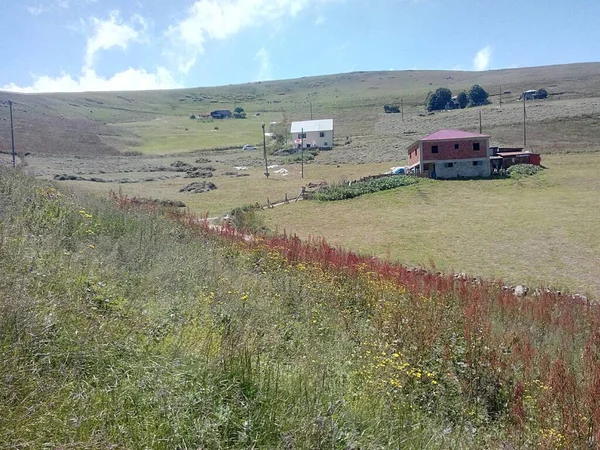 Doğal güzel çiçek manzarası