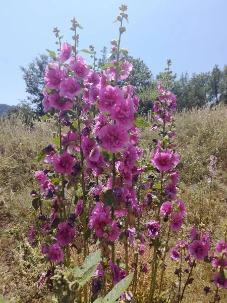 Doğal güzel çiçek manzarası