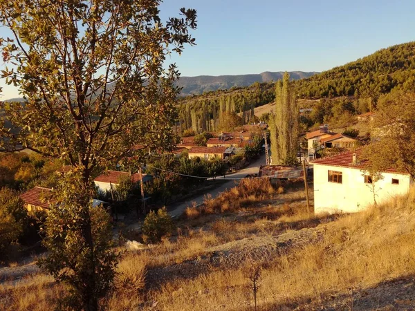 Doğal güzel çiçek manzarası