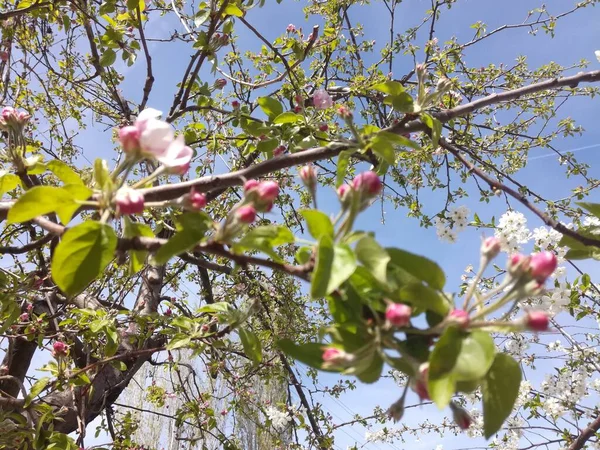 Doğal güzel çiçek manzarası