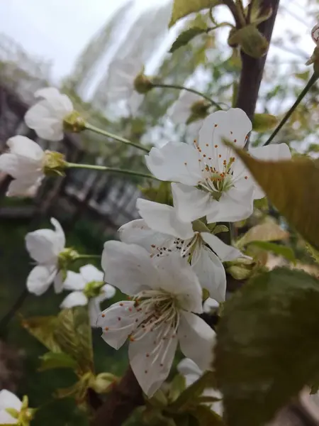 Doğal güzel çiçek manzarası