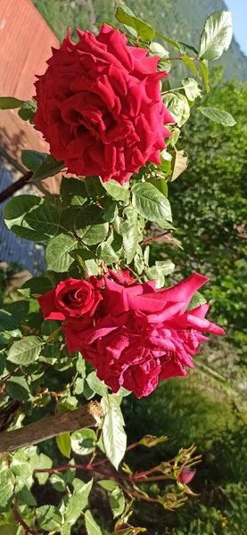 Doğal güzel çiçek manzarası