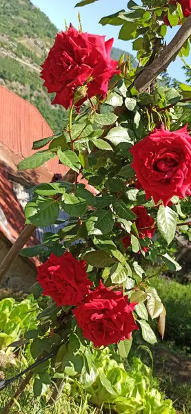 Doğal güzel çiçek manzarası