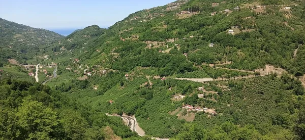 Doğal güzel çiçek manzarası