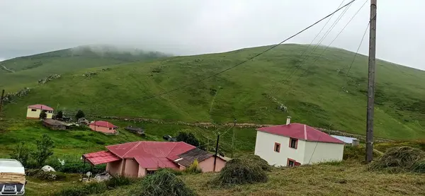 Doğal güzel çiçek manzarası