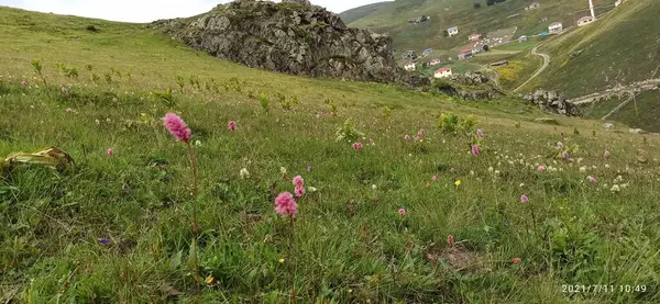Doğal güzel çiçek manzarası
