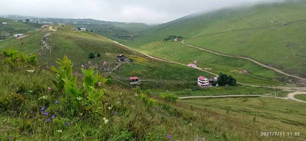 Doğal güzel çiçek manzarası