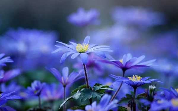 Natural Beautiful Bloom Landscape — Stock Photo, Image