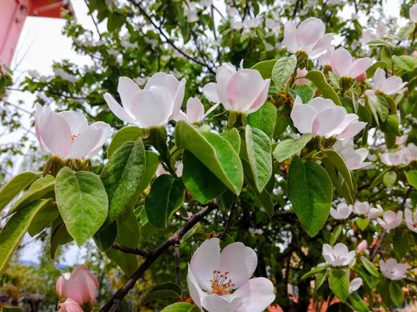 Doğal Güzel Çiçek Manzarası — Stok fotoğraf