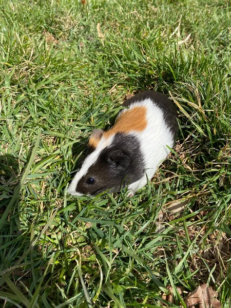 Yeşil otlu küçük bir kobay faresinin fotoğrafı.