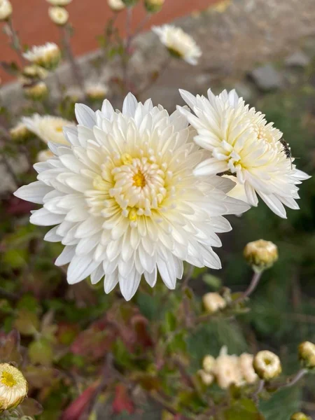 iki beyaz sonbahar kasımpatı çiçeği