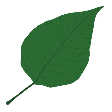 Kavak ağacı yaprağı çizimi. bahar yeşili kavak yaprağı