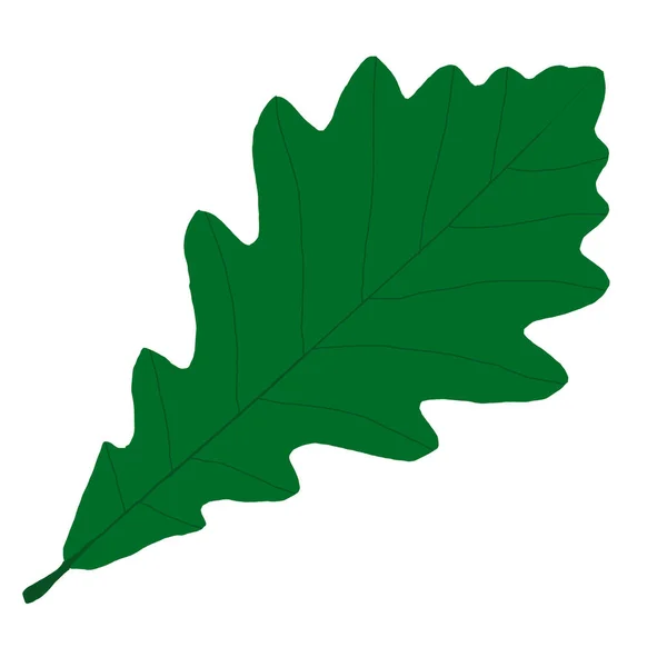 Ilustracja Zielonego Wiosennego Liścia Dębu Dąb Liść Wiosną Zielony Wiosenny — Zdjęcie stockowe