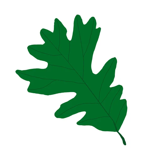 Yeşil Meşe Yaprağının Bir Örneği Baharda Meşe Ağacı Yaprak Yeşil — Stok fotoğraf