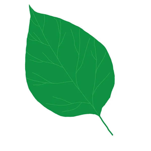 Linden Leaf Illustration Spring Leaves Nature Comes Life — Foto de Stock