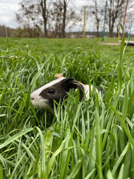 Uzun otların arasında küçük bir kobay faresinin fotoğrafı. Bir sürü yeşil çimen. Doğada yürüyen kobay faresi
