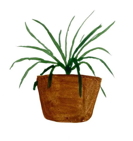 Watercolor Illustration Spider Plant Indoor Spider Plant Watercolor Home Decor — ストック写真