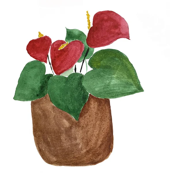 Anthurium watercolor illustration. Indoor plant anthurium watercolor, home decor coziness. Botaic watercolor. Exotic flower