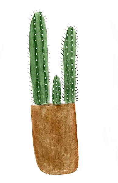 Ilustración Acuarela Gymnocalycium Inicio Planta Cactus Acuarela Dibujo Mano Alzada — Foto de Stock