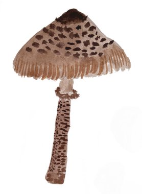 Makrolepiota procera 'nın elle çizilmiş suluboya çizimi. suluboya mantarlar