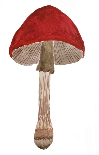 Hand Drawn Watercolor Illustration Fly Agaric Watercolor Mushrooms — стоковое фото
