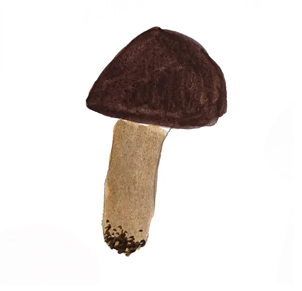 Aquarel Illustratie Polijsten Champignon Hand Getekend Aquarelpaddenstoelen — Stockfoto