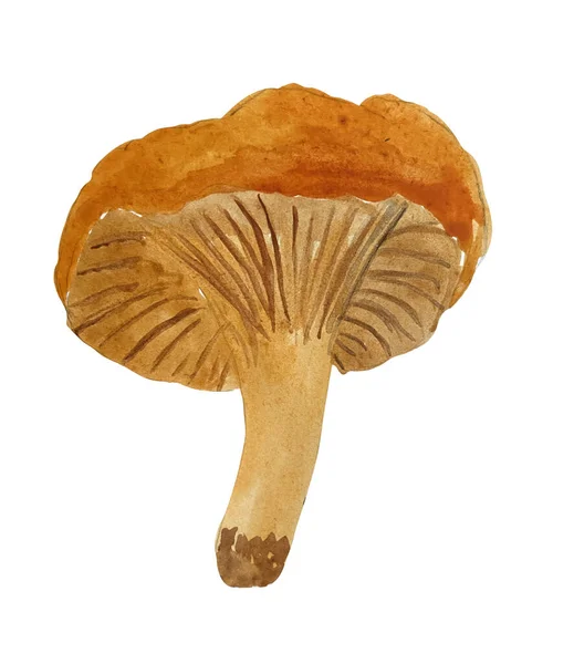 Watercolor Illustration Chanterelle Mushroom Hand Drawn Watercolor Mushrooms — стоковое фото