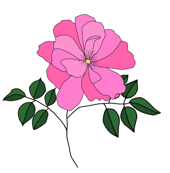 Rózsaszín Rózsa Illusztráció Illusztrált Virág — Stock Fotó