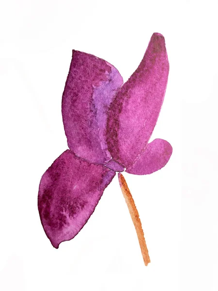 Acuarela Ilustración Cyclamen Flor Flores Ciclamen Púrpura Ilustración Botánica Flores —  Fotos de Stock
