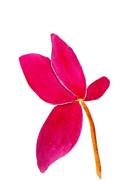 Cyclamen çiçeğinin suluboya çizimi. Pembe siklamen çiçekleri, botanik çizimler. Ev çiçekleri. Suluboya çiçekler. Suluboya klavye pembesi.