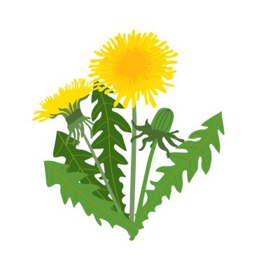 Yeşil yapraklı sarı karahindibanın temsili.