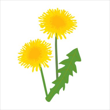 Yeşil yapraklı sarı karahindibanın temsili.