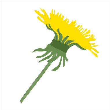 Yeşil yapraklı sarı karahindibanın temsili.