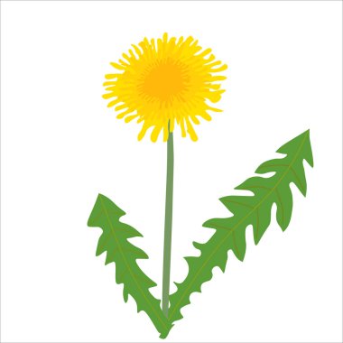 Yeşil yapraklı sarı karahindibanın temsili.