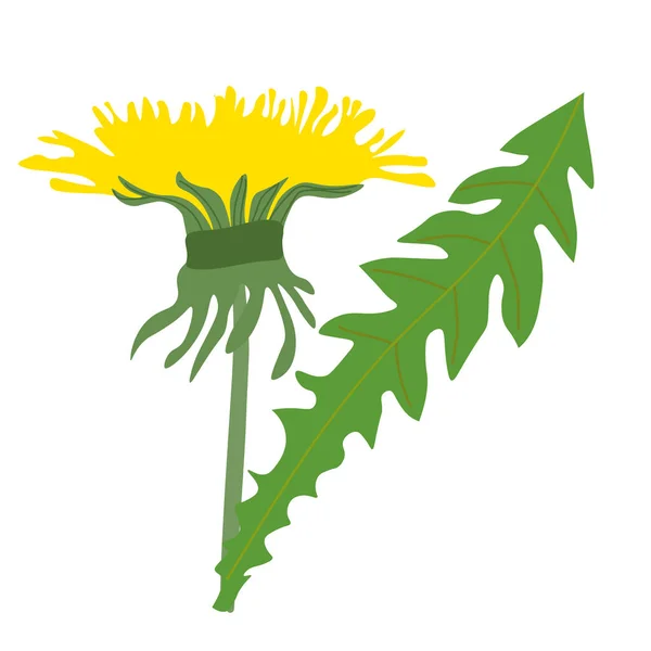 Vector Illustration Yellow Dandelion Green Leaves — Vetor de Stock