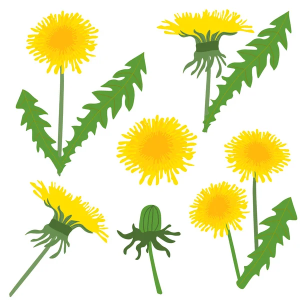 Set Vector Stylized Dandelions Dandelions White Background — Stock Vector