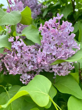 Çiçek açan leylakların fotoğrafları. Güzel leylak çalısı yakın plan. Bahçedeki leylak