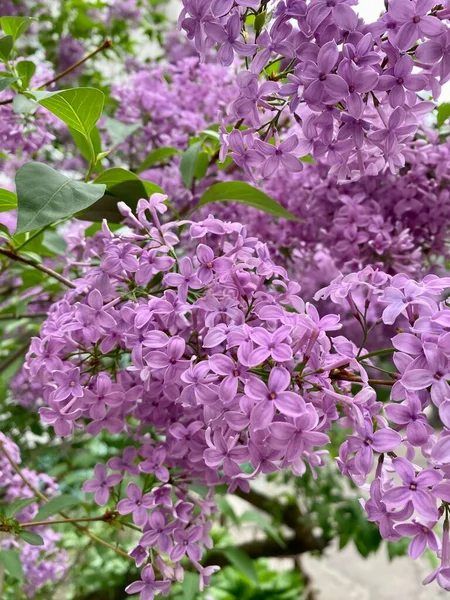 Fotky Kvetoucích Šeříků Krásný Šeříkový Keř Zblízka Lilac Zahradě — Stock fotografie