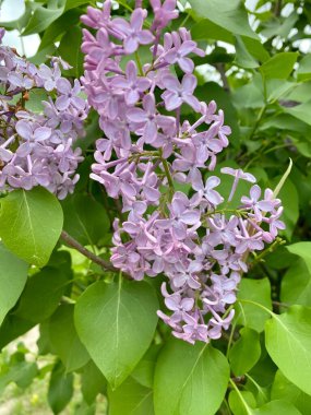 Çiçek açan leylakların fotoğrafları. Güzel leylak çalısı yakın plan. Bahçedeki leylak
