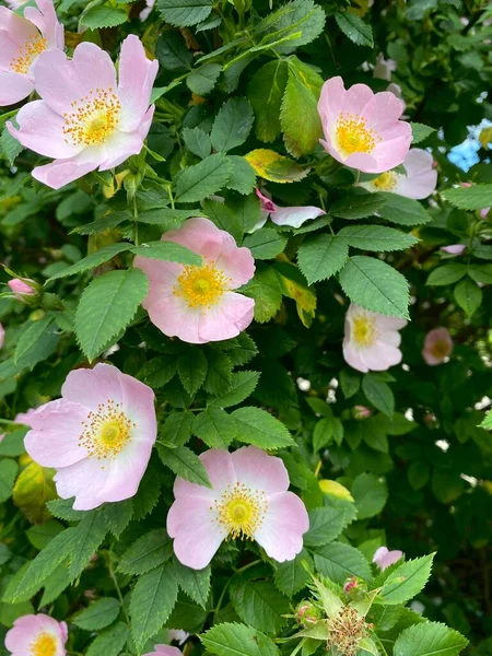 Çiçekli bir gül kalça çalısı fotoğrafı, ılık bir yaz sabahı.