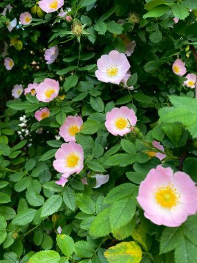 Çiçekli bir gül kalça çalısı fotoğrafı, ılık bir yaz sabahı.