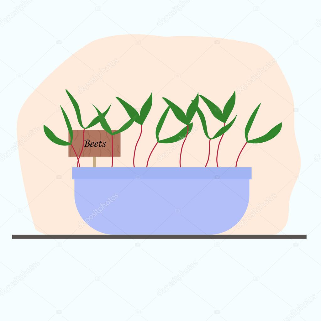 microgreens beets in a clay pot grown at home. Vector illustration with home useful plants, vegetable garden on the windowsill